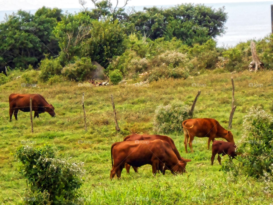 Cattle in Pasture Feeding