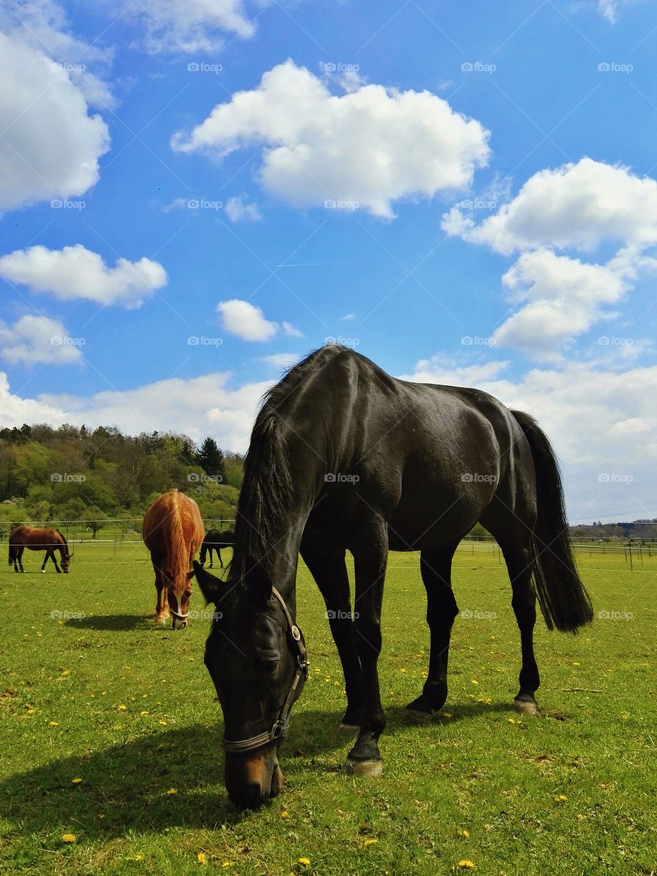 beautiful horses