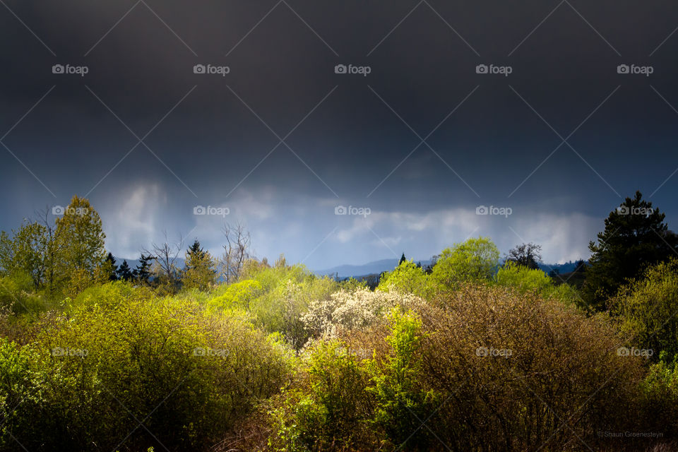 Storm clouds over trees