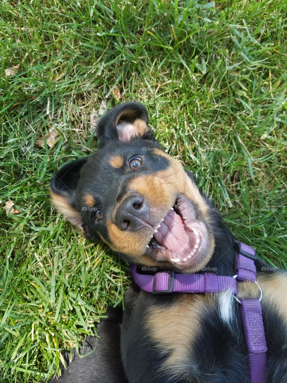 rotweiler puppy having fun in the grass