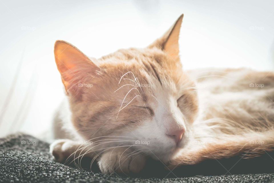 Ginger cat sleeping like an angel