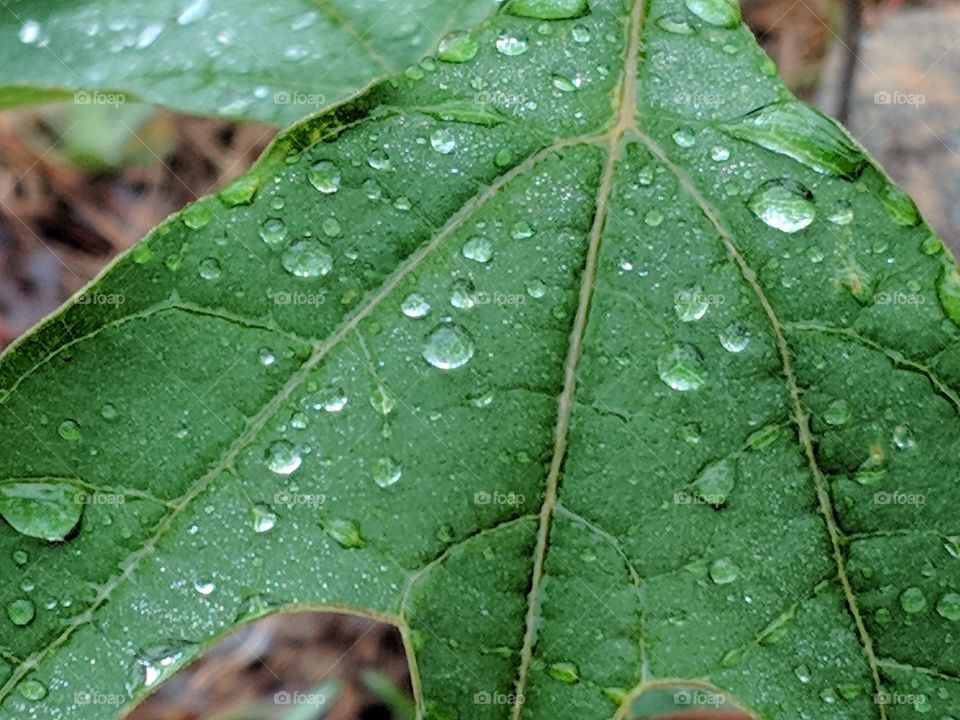 leaf droplets