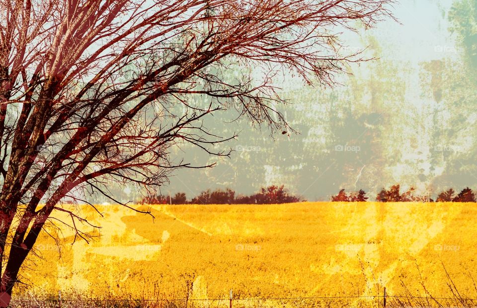 Canola Fields with Winter Tree