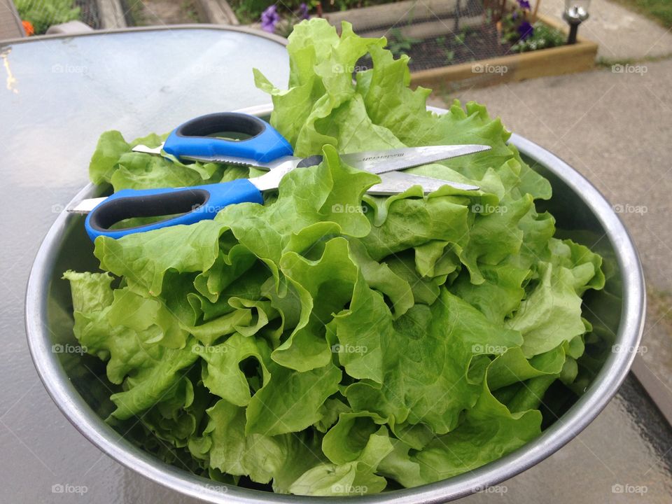 Fresh cut lettuce from the garden 