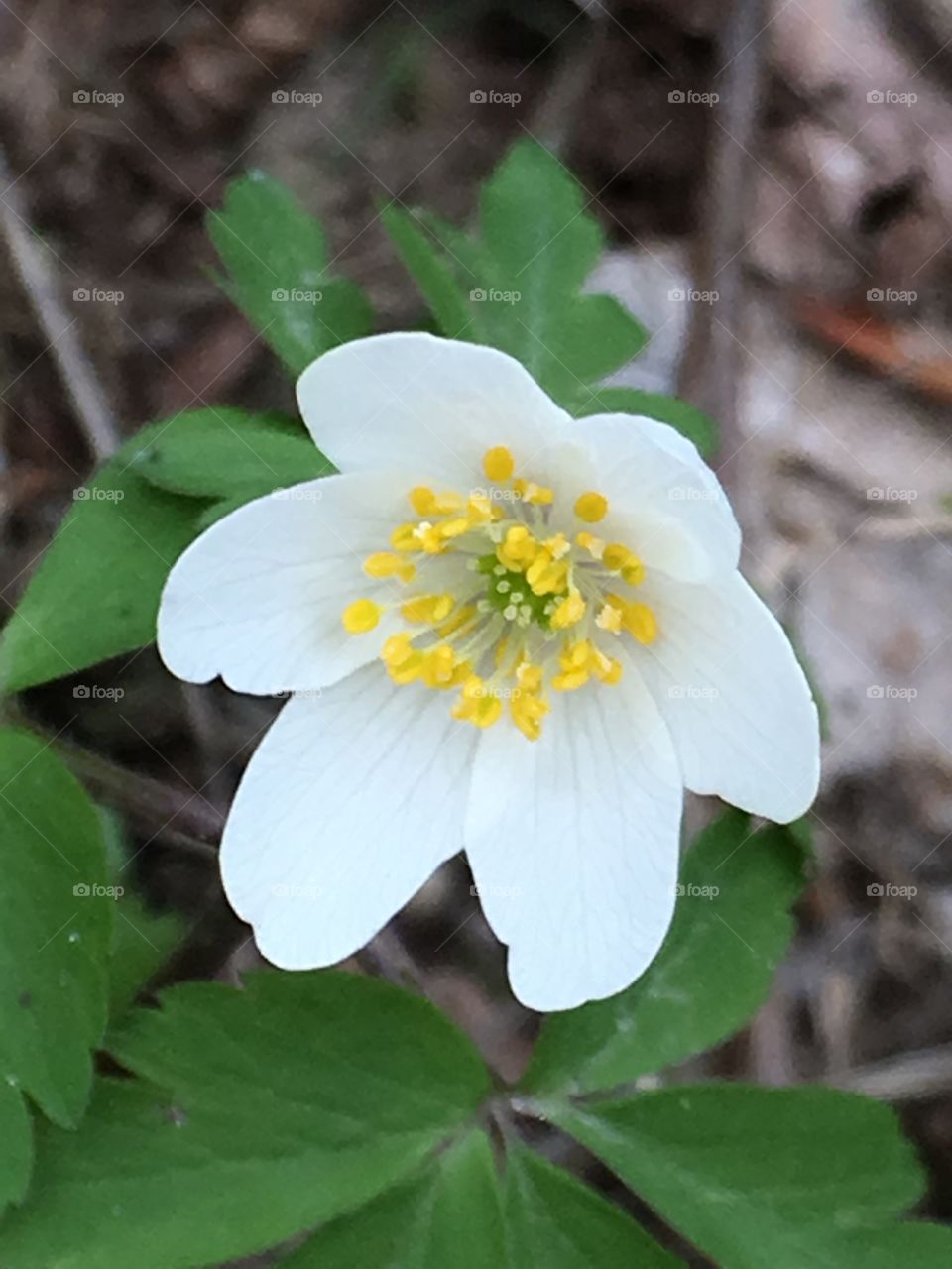 White flower