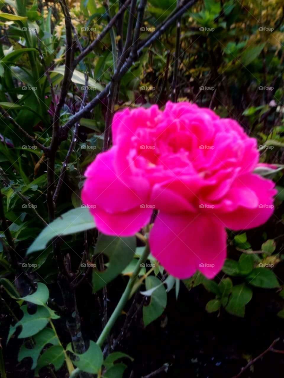 fresh rose