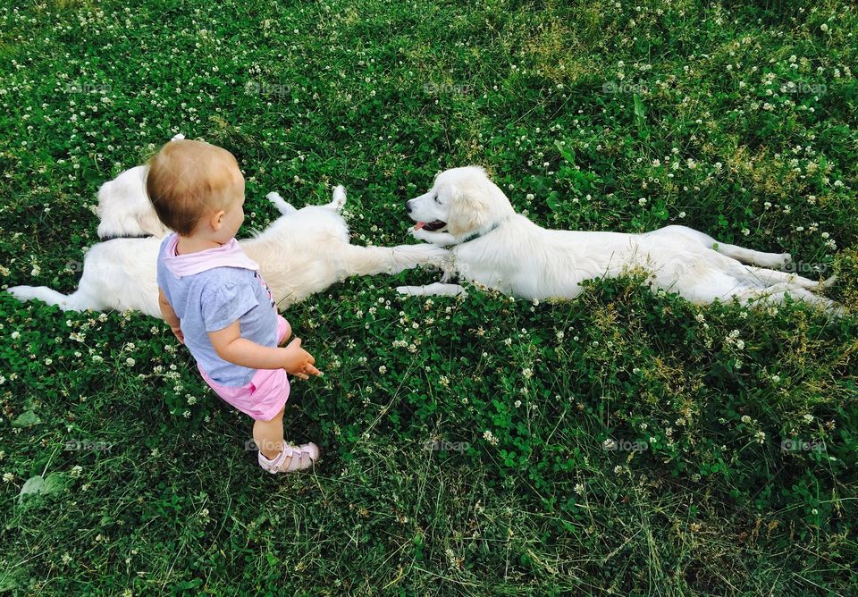 Child and two retrievers. . I took out my golden retriever puppy and we've met another one. They were playing on a grass when this baby came.