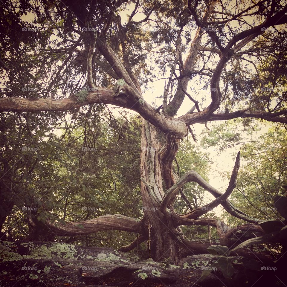 Large Tree in the Forest