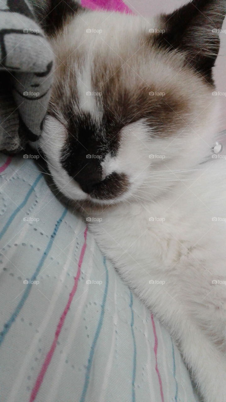 White and Brown kitten sleeping