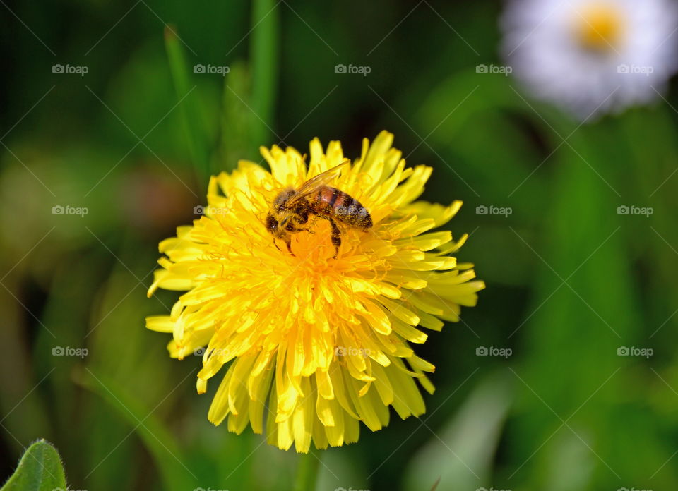 a bee on a yellow flower field