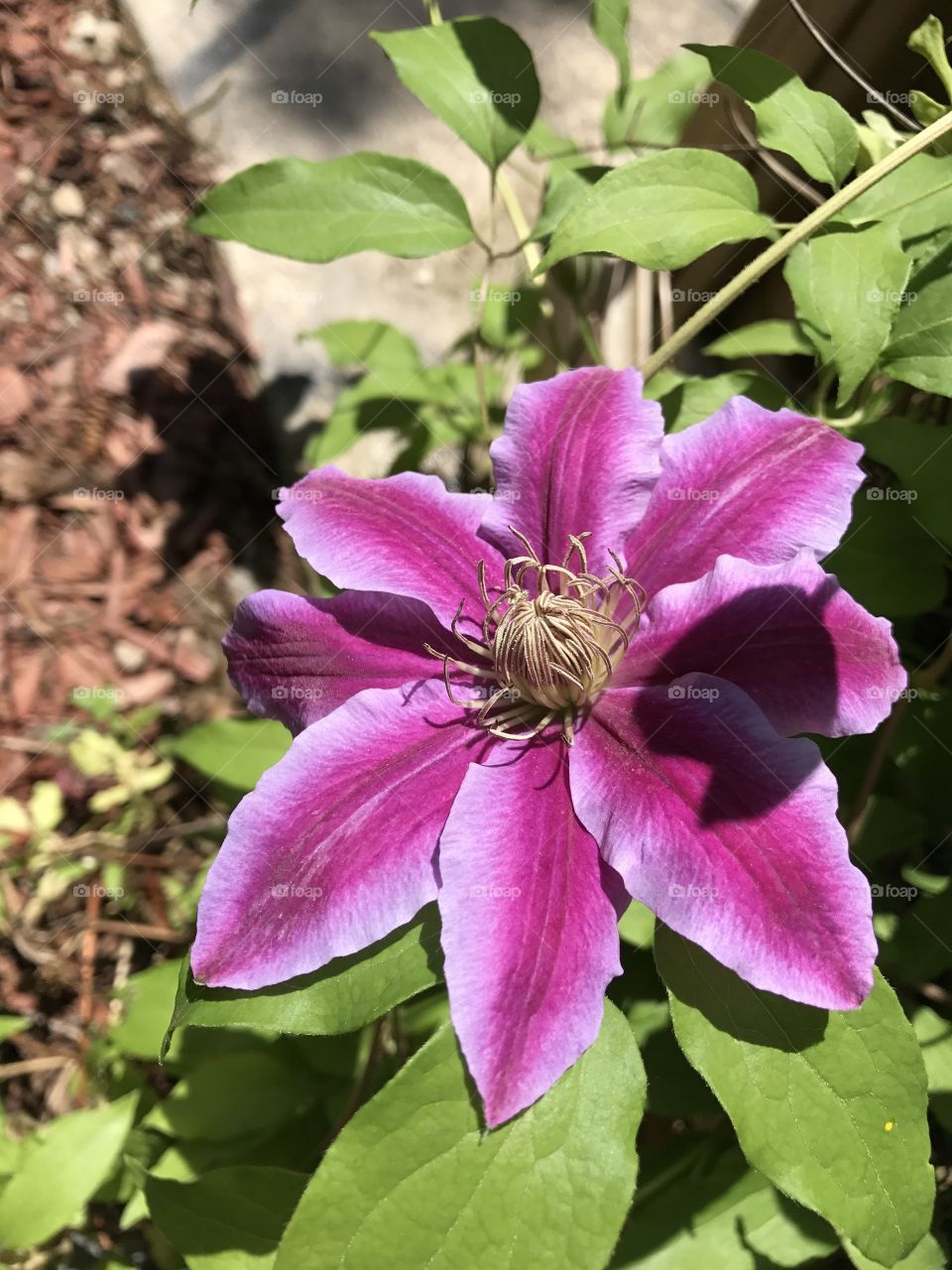 Love summer flowers 