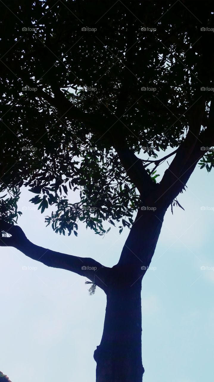 tree and leafs when rainy day