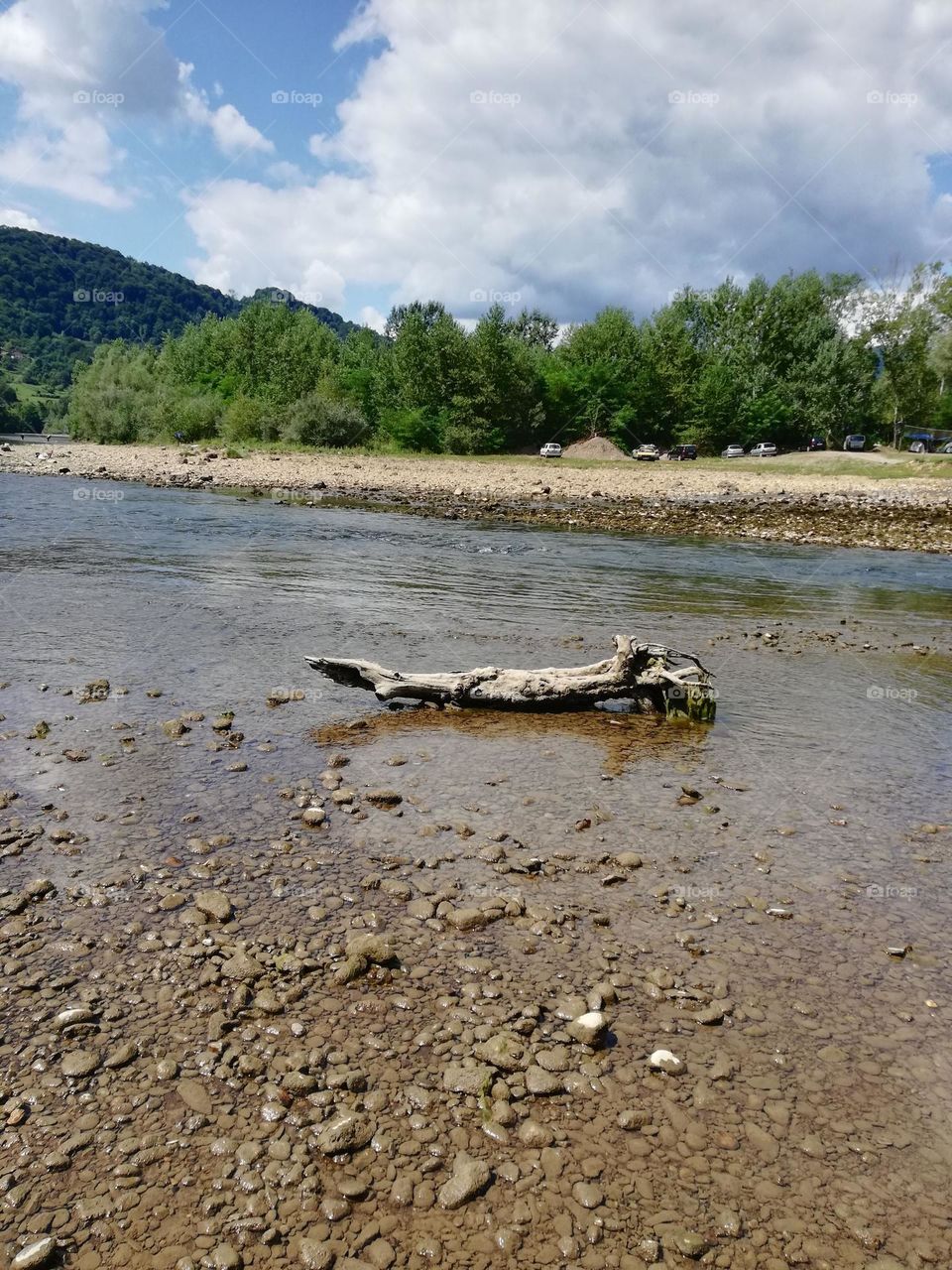 mountain river and a dry tree on the shore