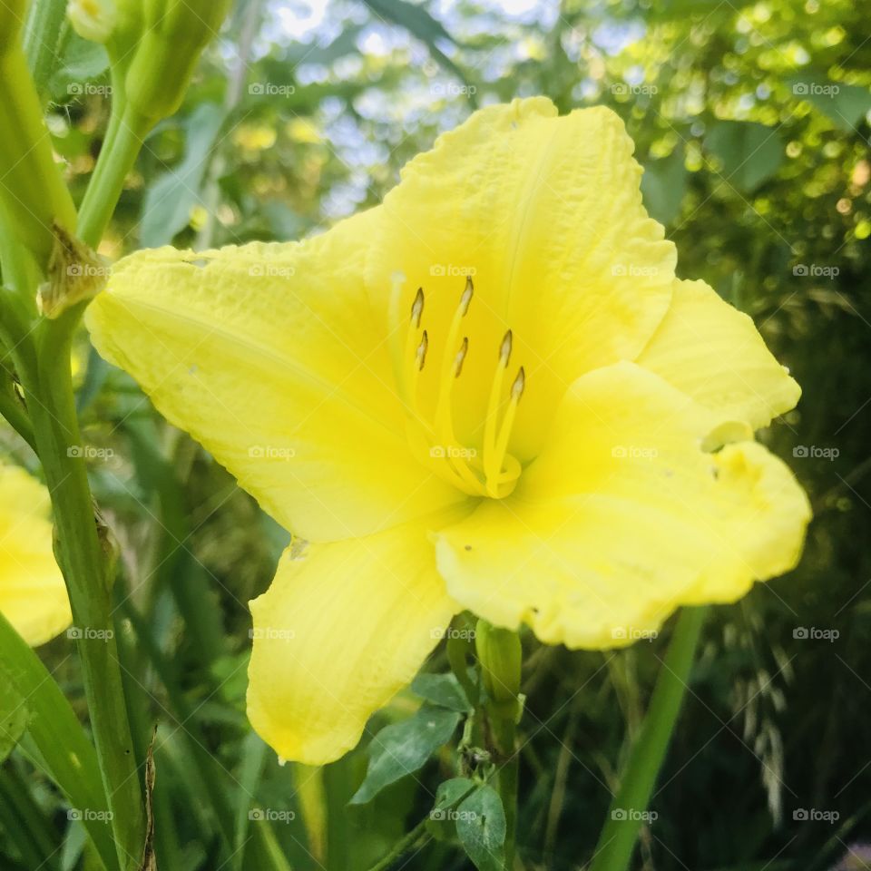 Yellow flower garden 