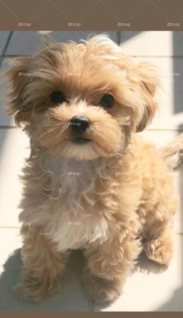 🐕