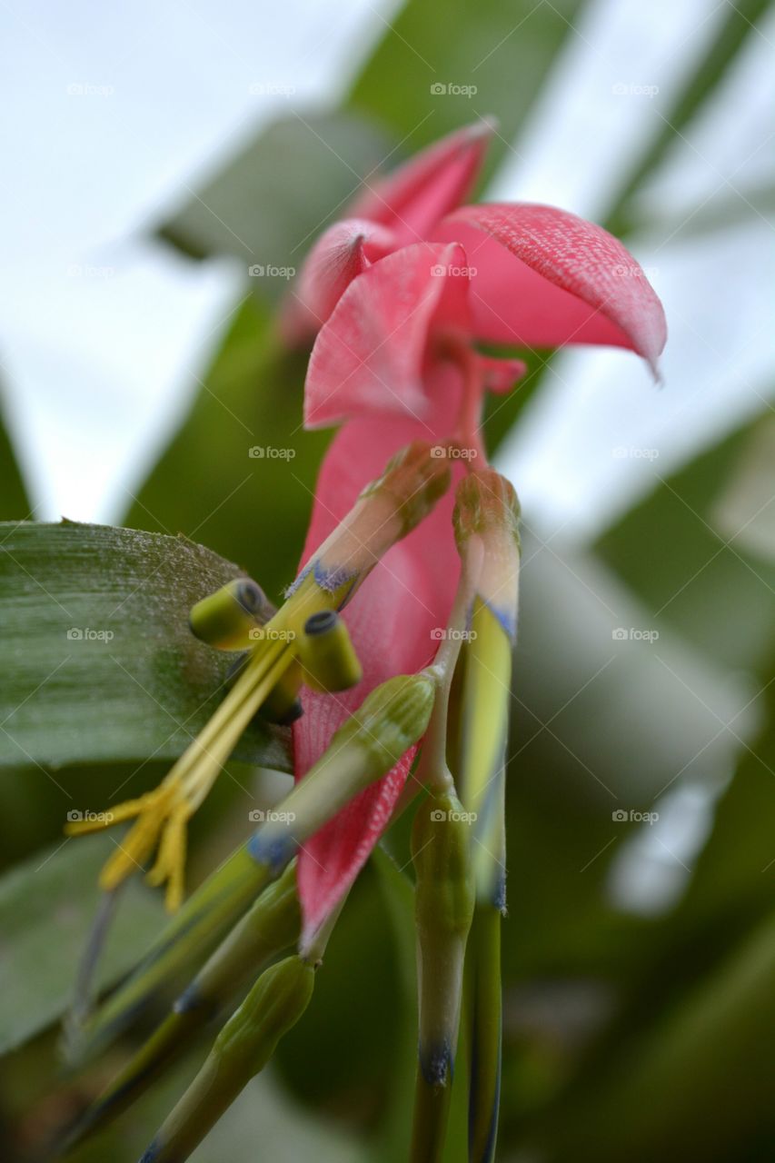 red flower