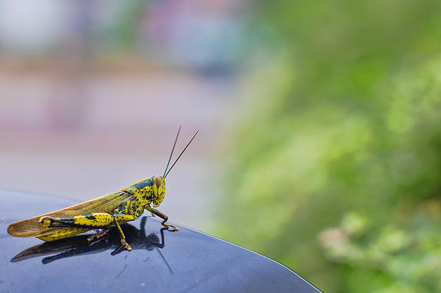 Close-up grasshoper bug