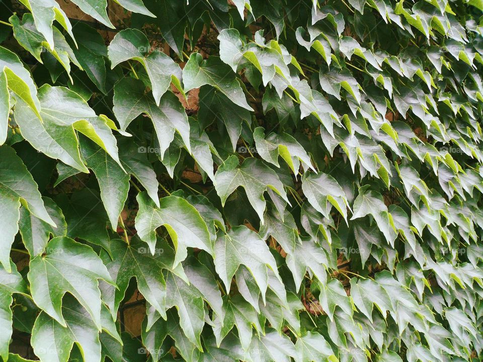 Texture of green leaves