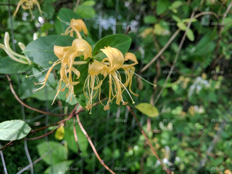 honeysuckle