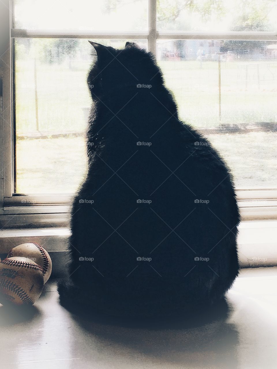 Cat sitting in a sunny window. 