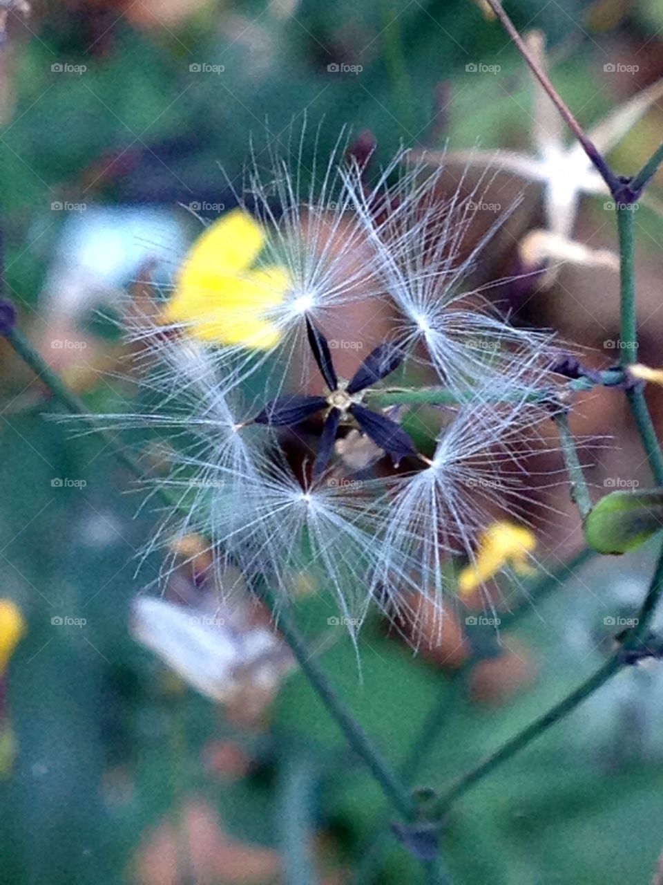 Wild flower alone,attracts in the wild