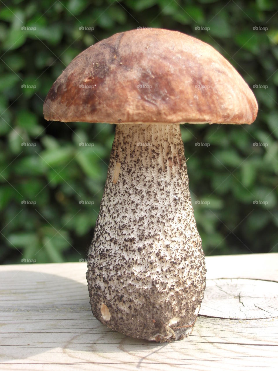 cep