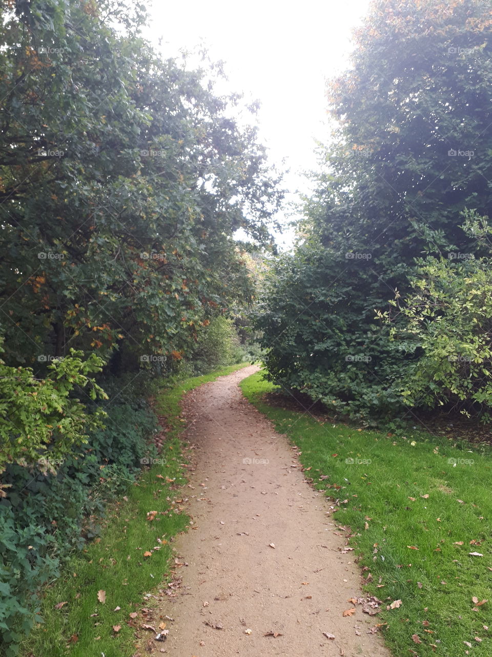 No Person, Road, Landscape, Leaf, Tree