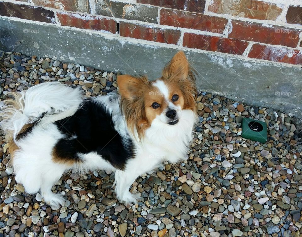 Toothy Smiling Papillion
