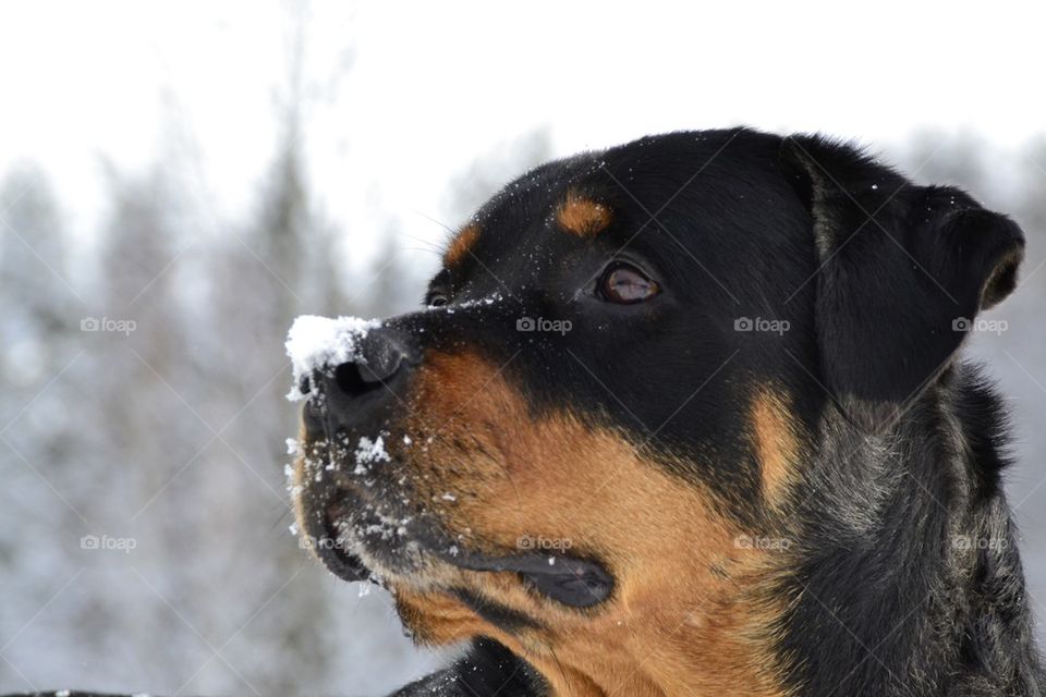 Snow on dog nose