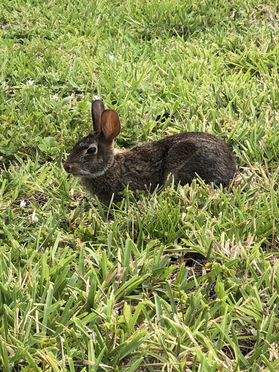 Grass, Rabbit, Cute, Bunny, Hayfield