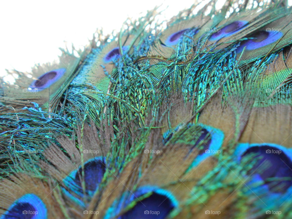 peacock Object. peacock