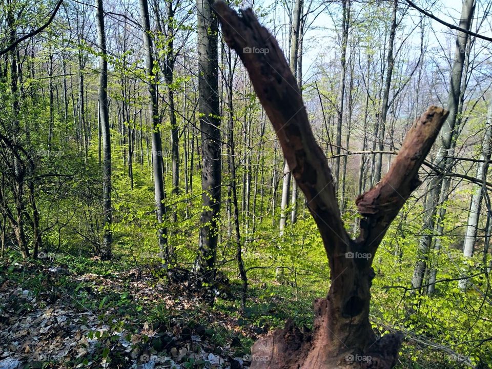 In the every end the nature of our earth showing hers victory