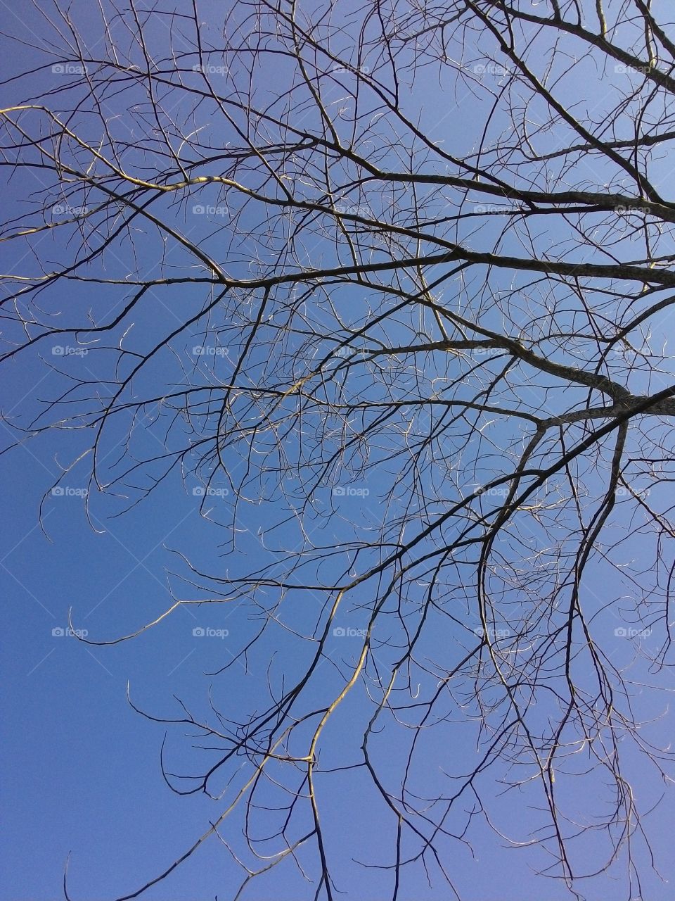 branches to the sky