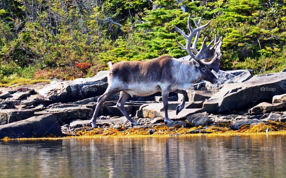 The Mighty Caribou