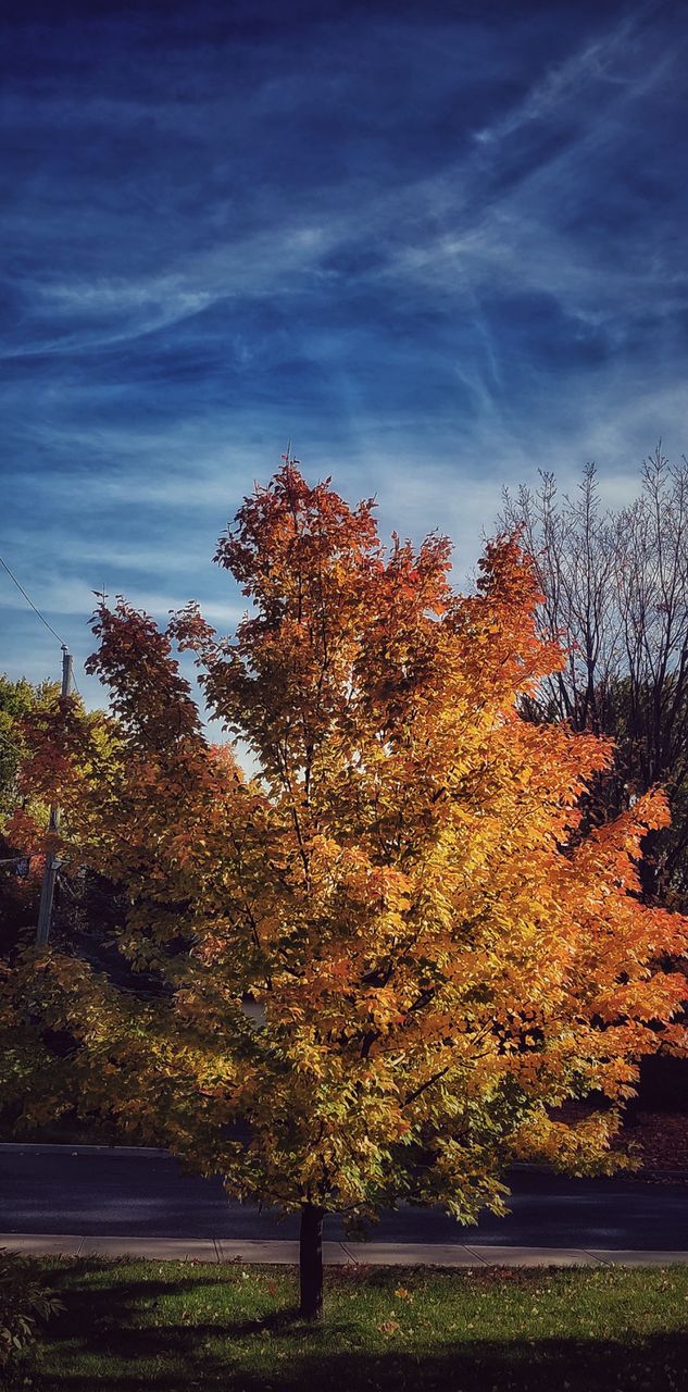 autumn tree