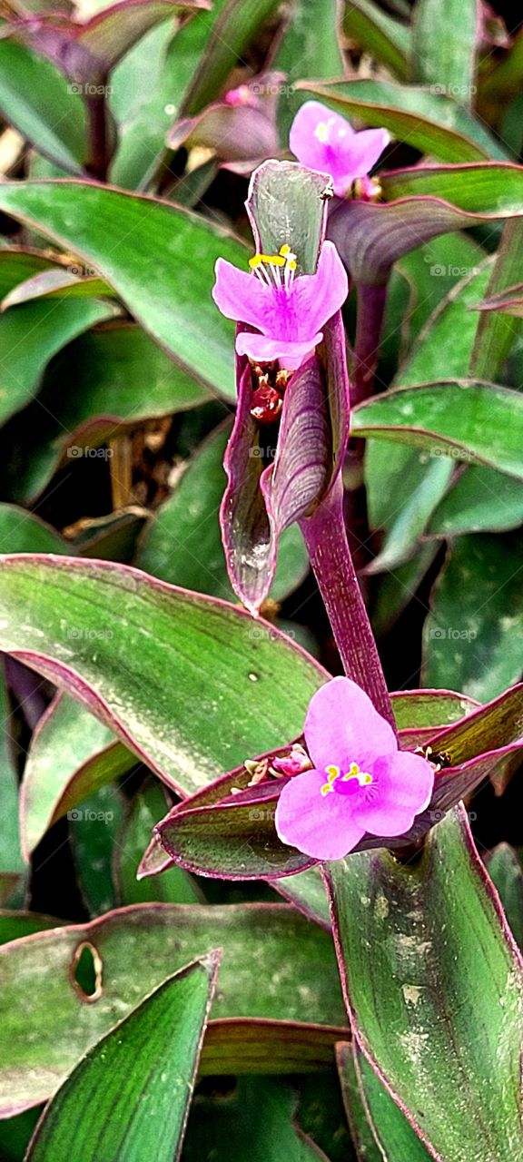 Hardy Purple Oyster Plant (Tradescantia spathacea ) thriving outdoors in tropical South Texas, USA.