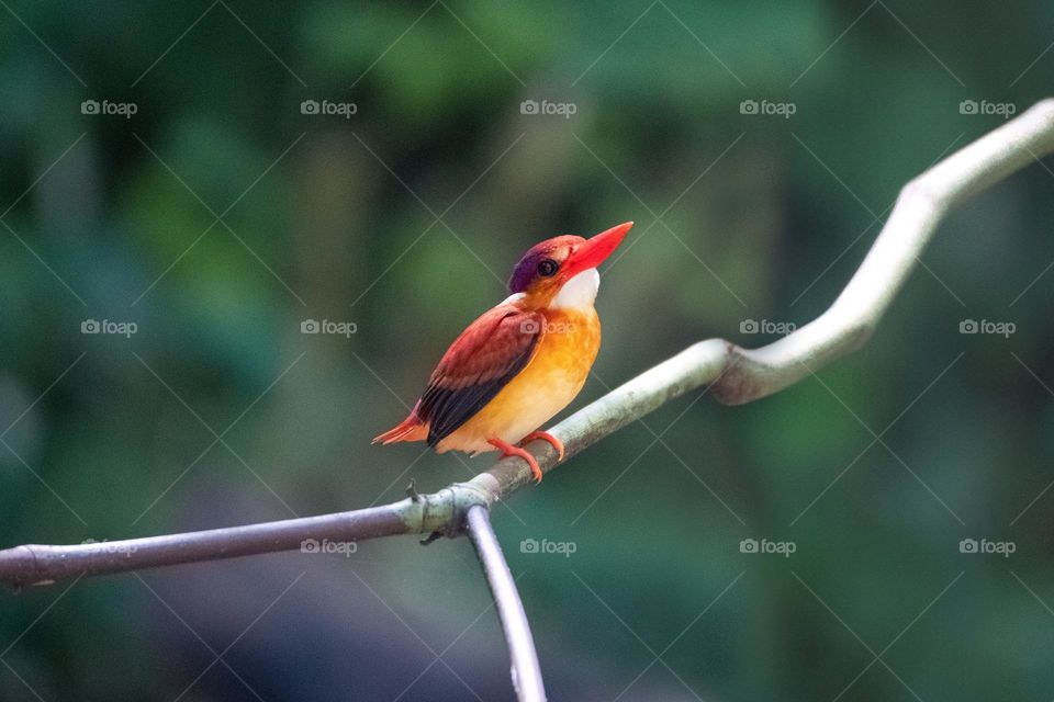 rufous-backed dwarf kingfisher