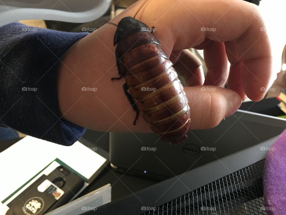 Cockroach Madagascar hissing  
