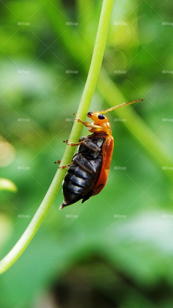 little beetle