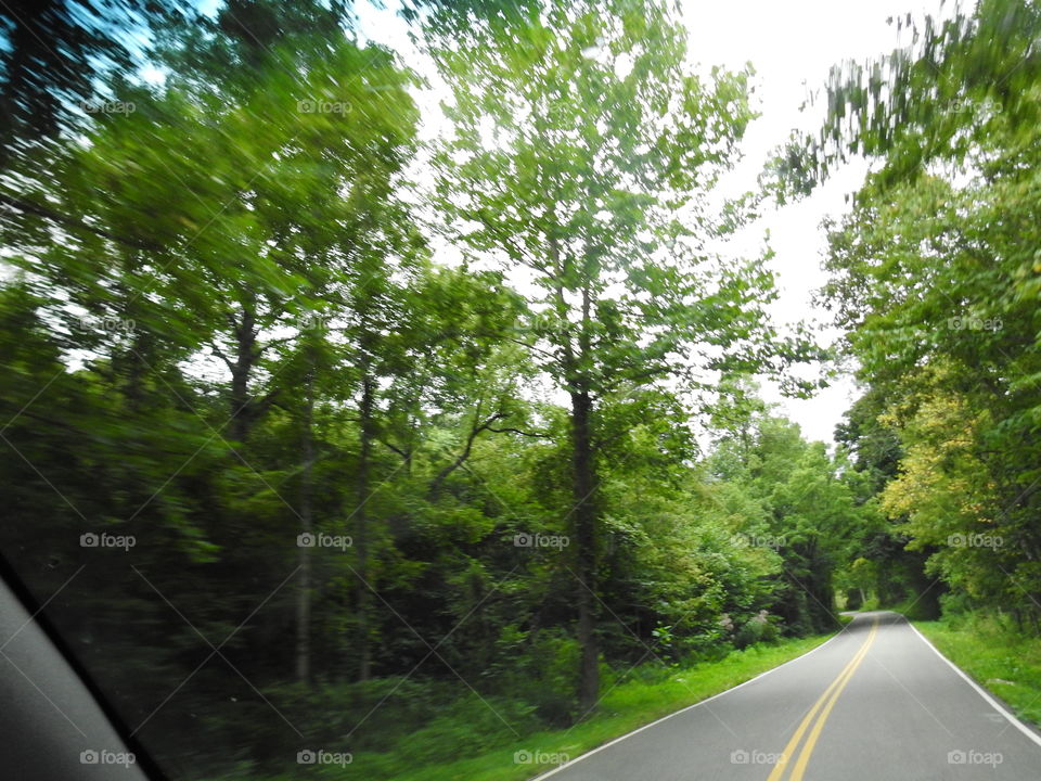 Road, Tree, Landscape, Asphalt, Guidance