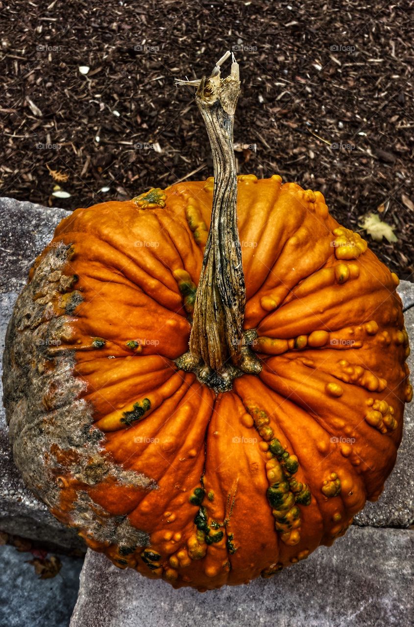 Bumpy Pumpkin