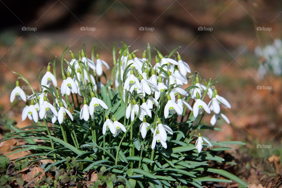 Snow drops 