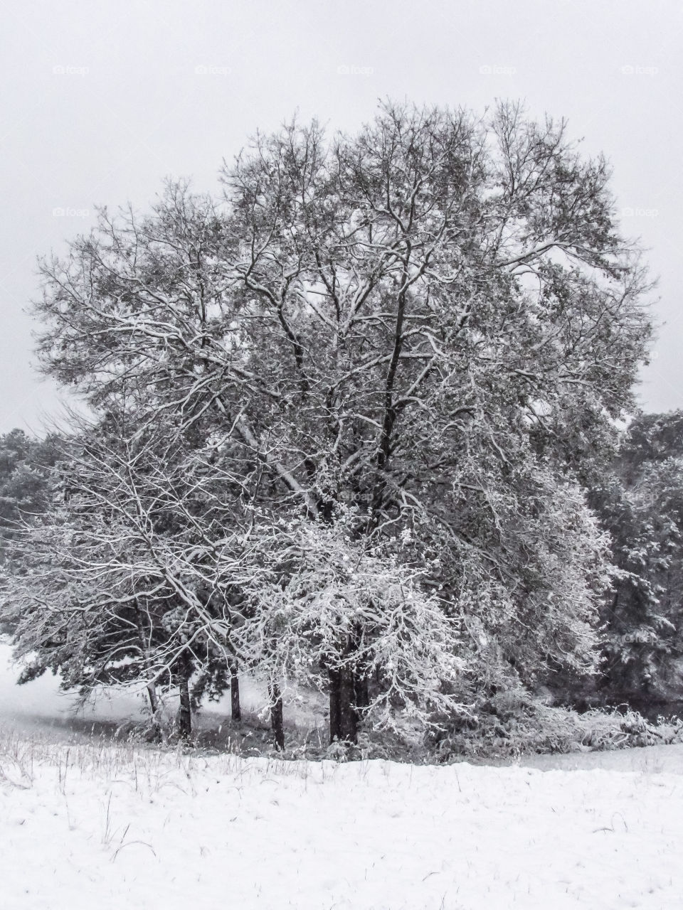 beautiful snow covered tree landscape
