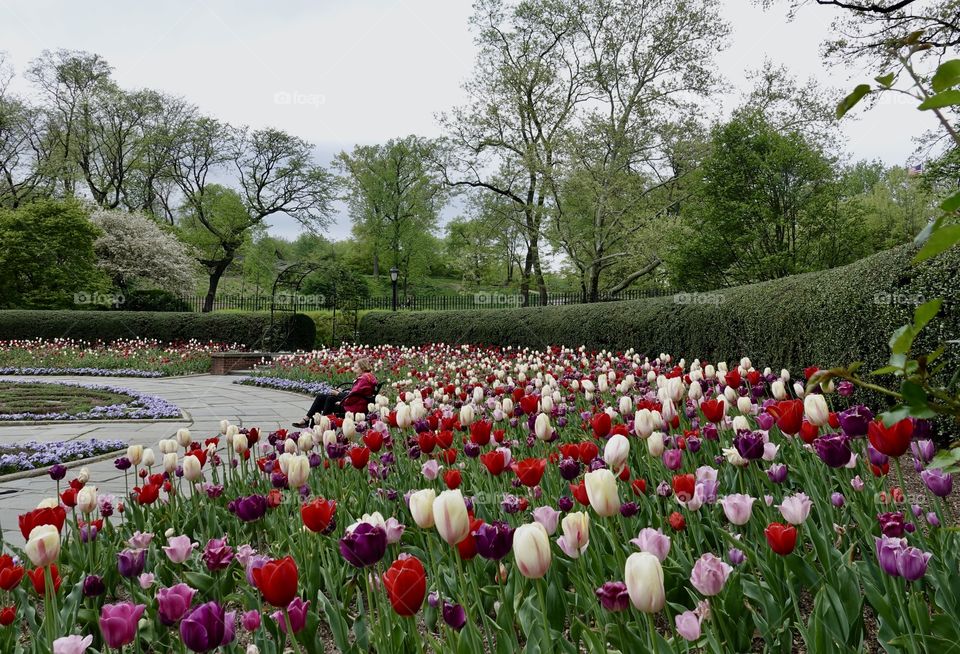 Tulips in bloom at the Conservatory Garden, without a question the most beautiful and elegant garden in the Big Apple. 