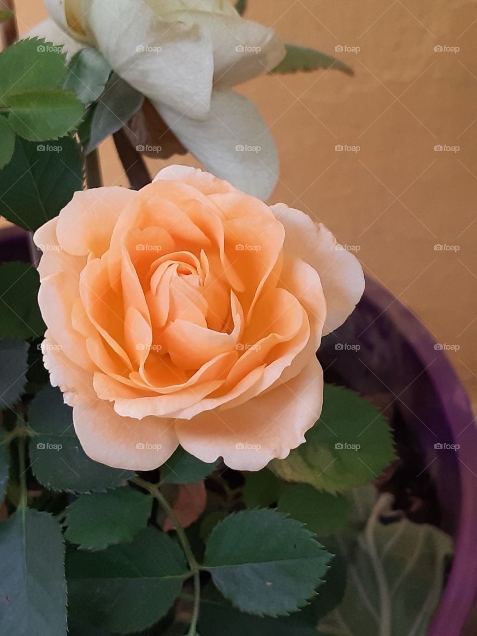 Rosa amarela 4