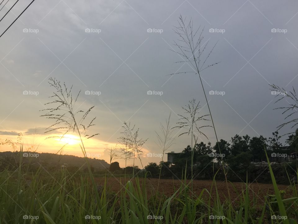 Landscape, Field, Farm, Sky, Grass