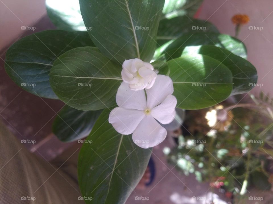 periwinkle white flower looks very beautiful generally found everywhere fresh seasonal