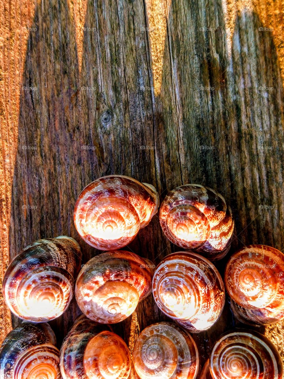 Snails texture on wood