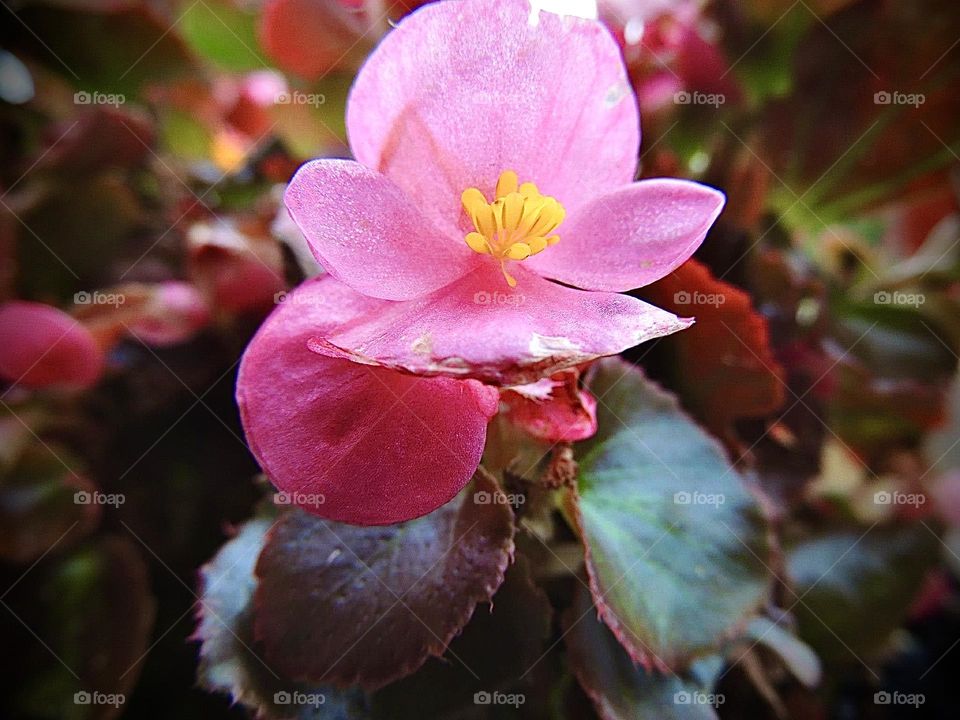 This is first ever photo I took with my first ever nice camera. My mother always had amazing flowers planted outside her house, and this flower was my first model!