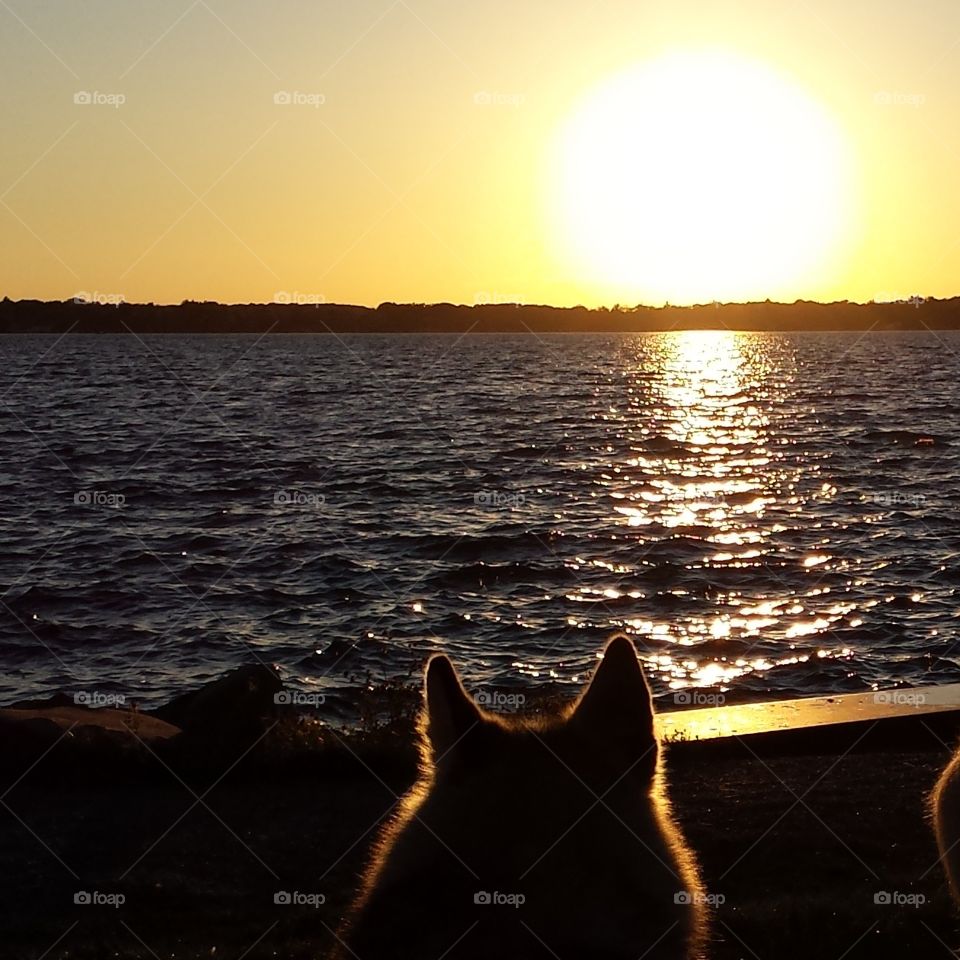 Koda, sunset. Lake Mitchell,  Cadillac MI watching the sunset on Koda's 11th birthday 